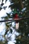 CostaRica06 - 123 * Resplendant Quetzal